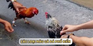 Màu Mạng Gà 23WIN – Bí Kíp Chọn Gà Đá Theo Ngũ Hành Chuẩn Xác 2025