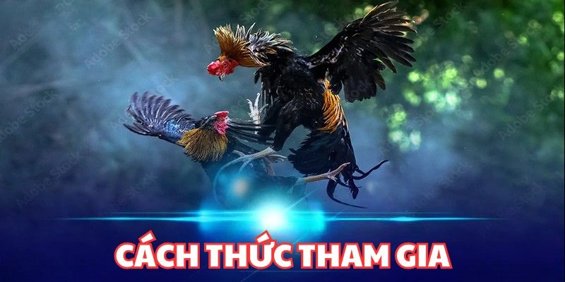 Bí kíp khi đặt cược đá gà Thomo 