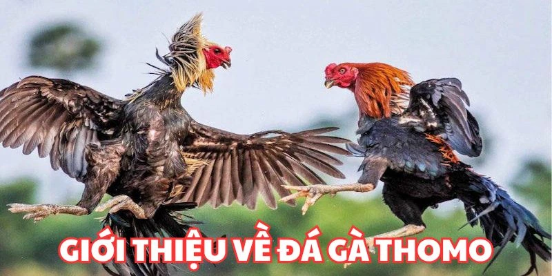 Giới thiệu về đá gà Thomo 23win 