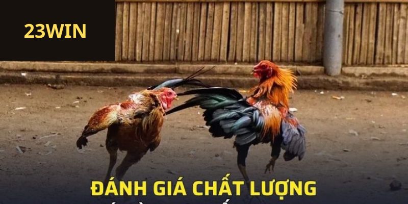 Đánh giá chất lượng đá gà trực tiếp 23win 
