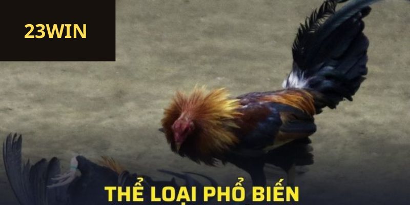 Thể loại phổ biến tại đá gà trực tiếp 23win 