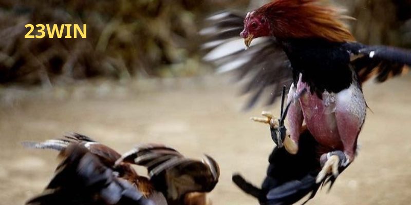 Đá Gà Trực Tiếp C3 23WIN – Trải Nghiệm Đỉnh Cao Từ Trường Gà Thomo Campuchia