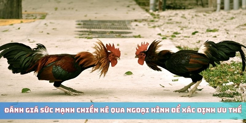 Đánh giá sức mạnh chiến kê qua ngoại hình để xác định ưu thế