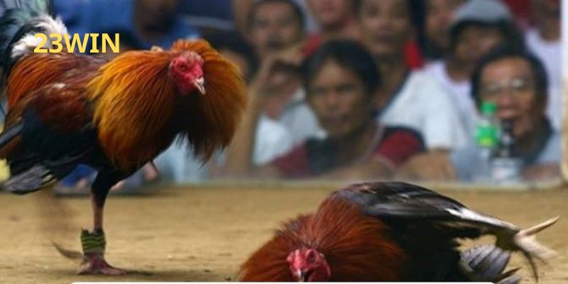 Màu mạng gà đá mang năng lượng tài lộc