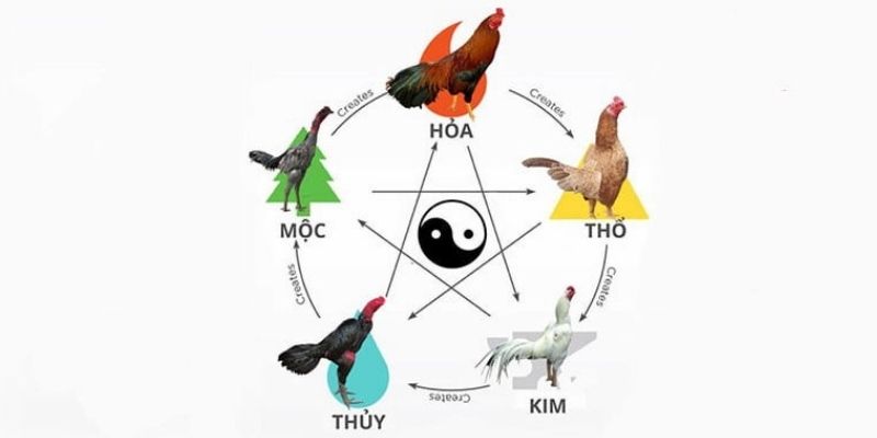 Xem bảng ngũ hành tương sinh mang may mắn